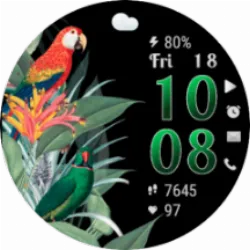 TropicalBirds